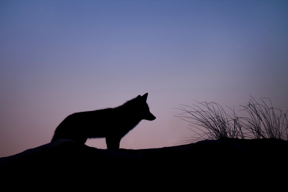 Montelobos Mezcal: Der Agavenwolf
